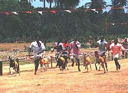 goat races