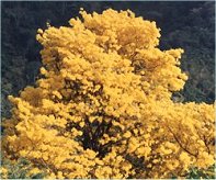 yellow poui tree